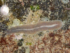Enchiridium punctatum