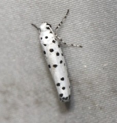 Yponomeuta liberalis