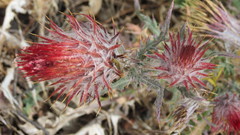 Cirsium anartiolepis
