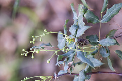 Berberis nevinii