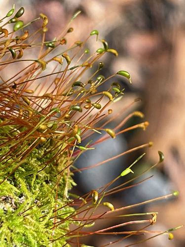 Hygroamblystegium varium