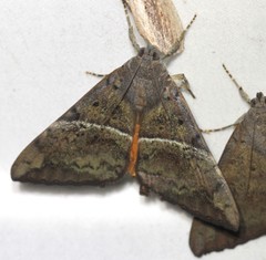Oxyodes tricolor