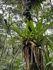 Guzmania mitis