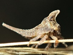 Acanthuchus trispinifer