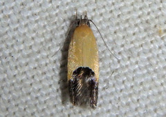 Triclonella xuthocelis