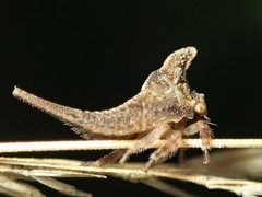 Acanthuchus trispinifer