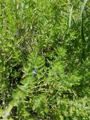 Hedeoma reverchonii