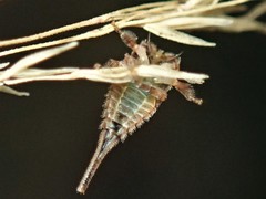 Acanthuchus trispinifer