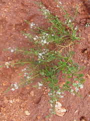 Lepidium phlebopetalum