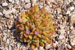 Gibbaeum esterhuyseniae