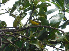 Cinnyris jugularis ornatus