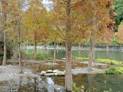 Taxodium distichum