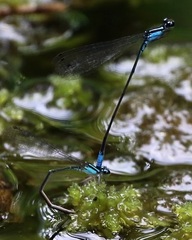 Acanthagrion gracile