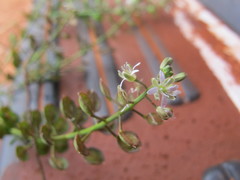 Lepidium phlebopetalum