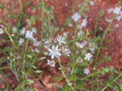 Lepidium phlebopetalum