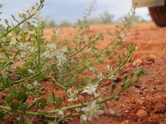 Lepidium phlebopetalum