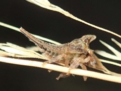 Acanthuchus trispinifer