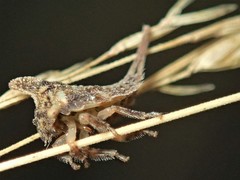 Acanthuchus trispinifer
