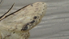 Idaea dimidiata