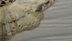 Idaea dimidiata