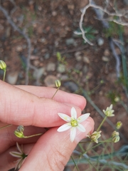 Oziroe argentinensis