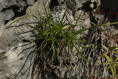 Galium humifusum