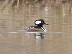 Lophodytes cucullatus