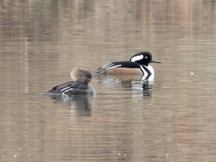 Lophodytes cucullatus