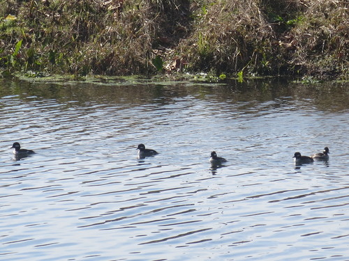 Bufflehead photographed in Georgia