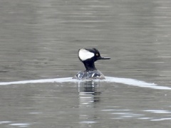 Lophodytes cucullatus