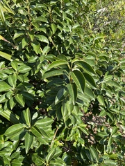 Excoecaria agallocha