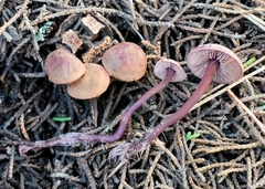 Pseudobaeospora deckeri