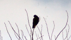 Buteo lagopus