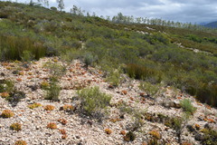 Gibbaeum esterhuyseniae