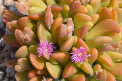 Gibbaeum esterhuyseniae
