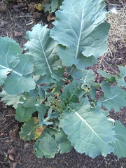 Brassica oleracea italica