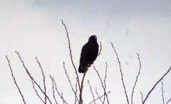 Buteo lagopus