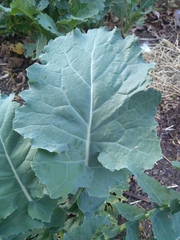 Brassica oleracea italica