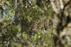 Tillandsia prodigiosa