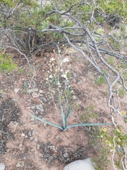 Oziroe argentinensis