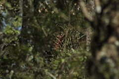 Tillandsia prodigiosa