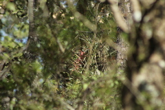 Tillandsia prodigiosa