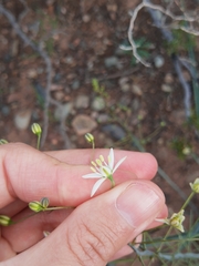 Oziroe argentinensis