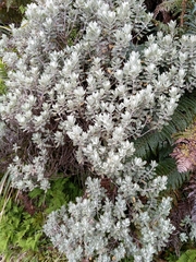 Olearia moschata