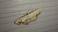 Idaea dimidiata