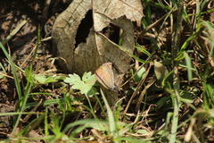 Parrhasius moctezuma