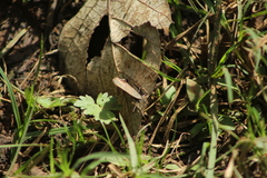 Parrhasius moctezuma