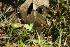 Parrhasius moctezuma