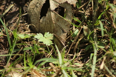 Parrhasius moctezuma