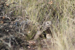 Chelonoidis chilensis